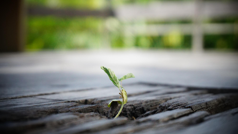 Environmental Impact on roof