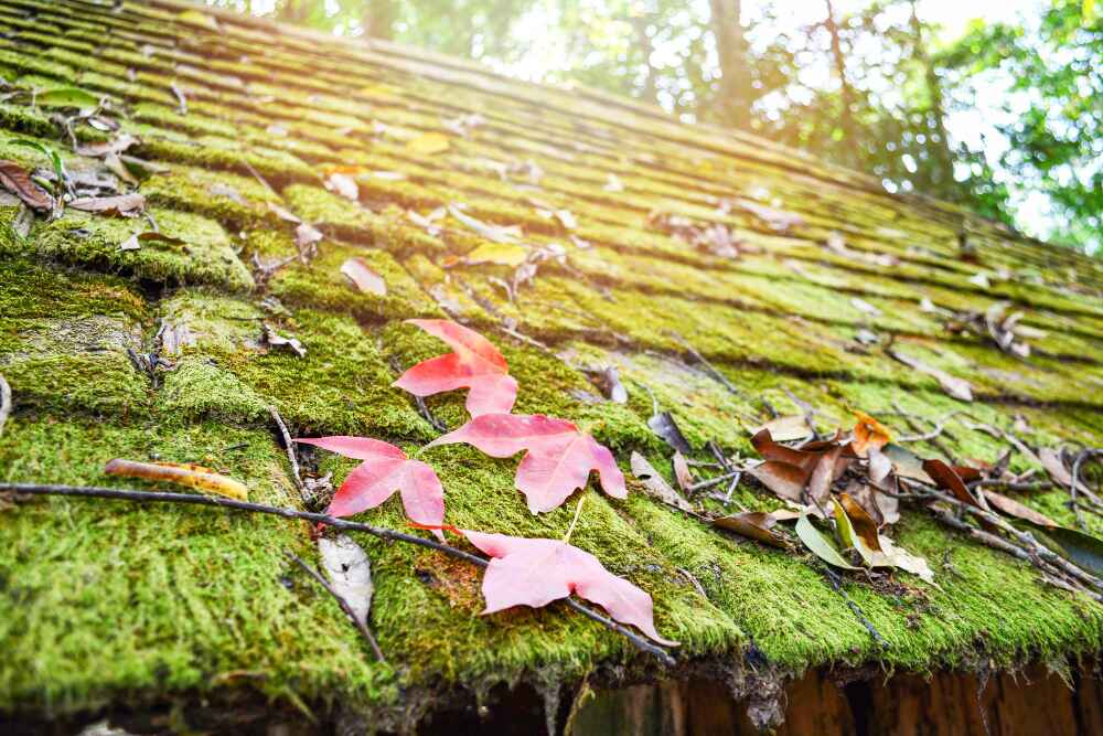 Spring Roofing